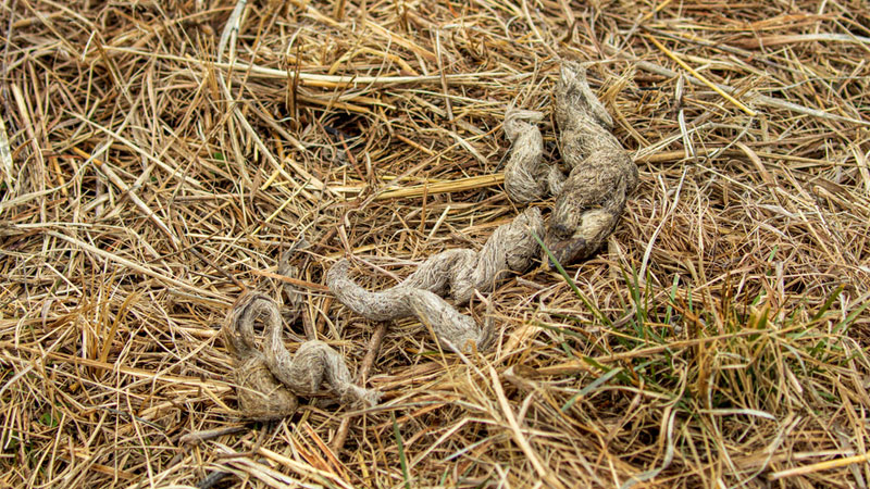 coyote scat