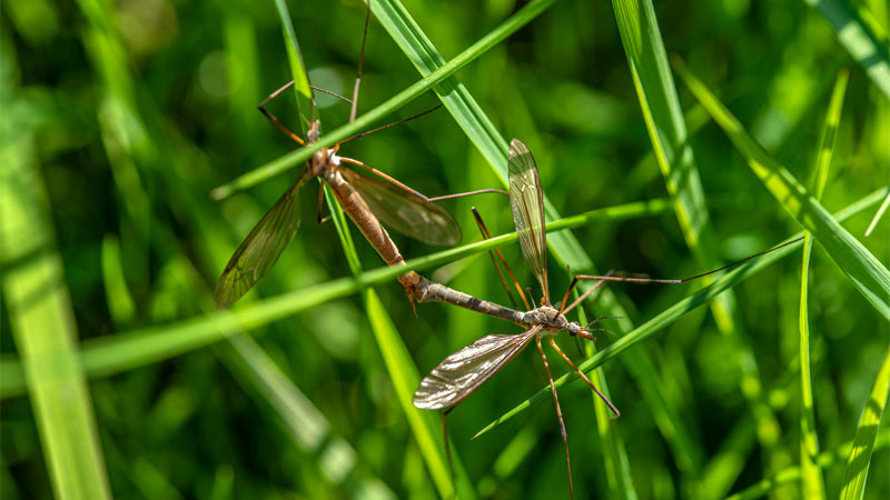 crane flies in grass