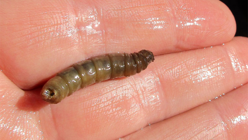 crane fly larvae (leatherjacket)