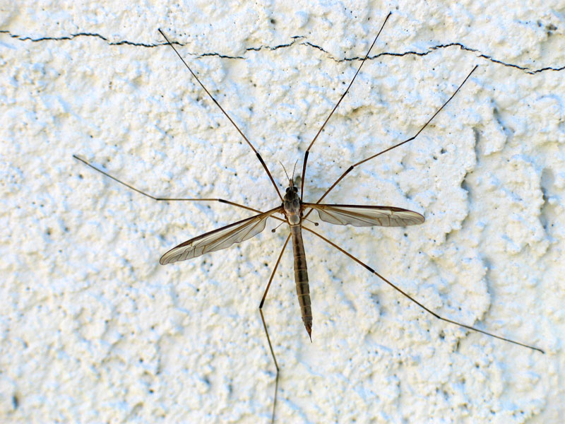 crane fly on wall