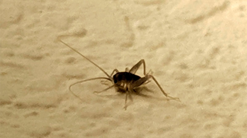 cricket nymph