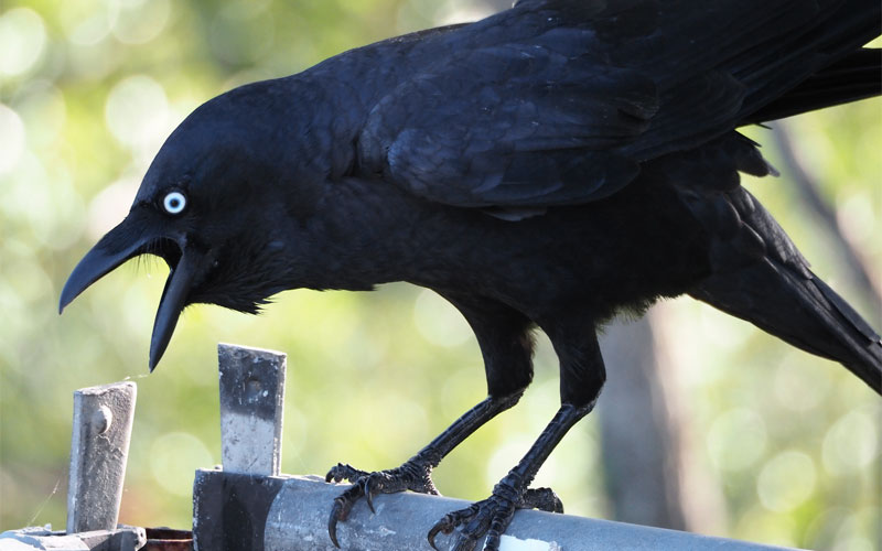 crow facts