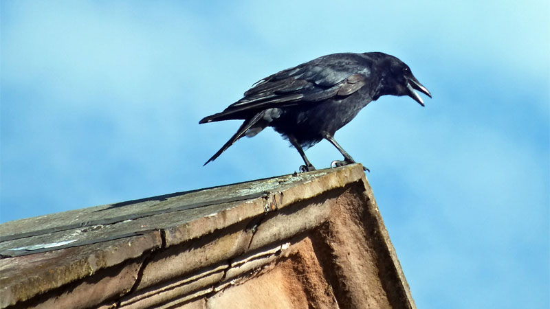 crows on roof