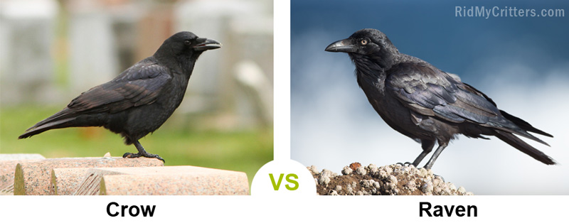 crow vs raven