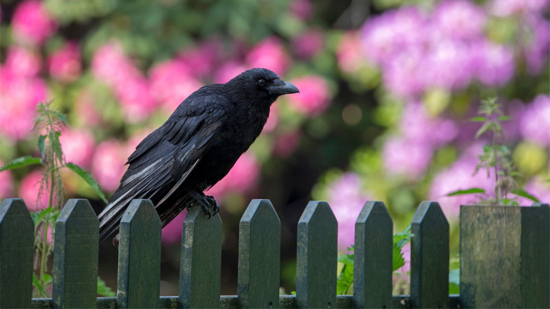 keep crows out of yard