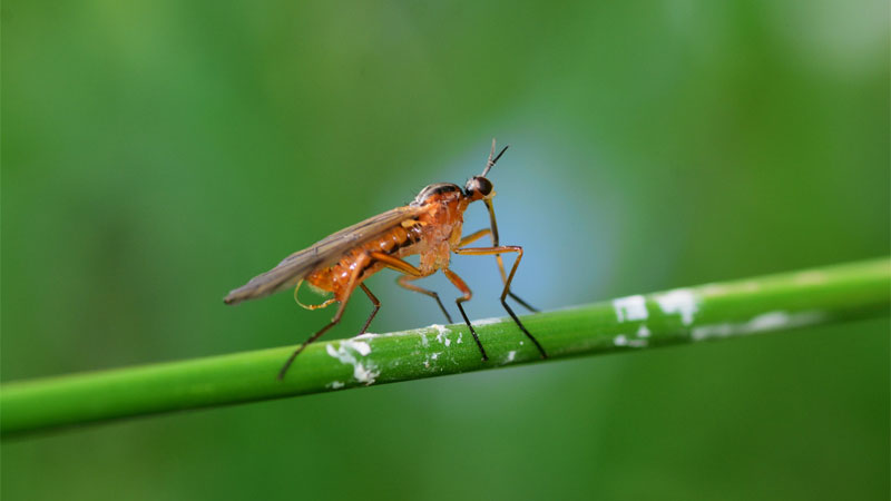 dance fly