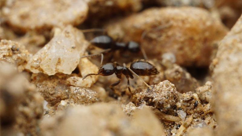 dark rover ant