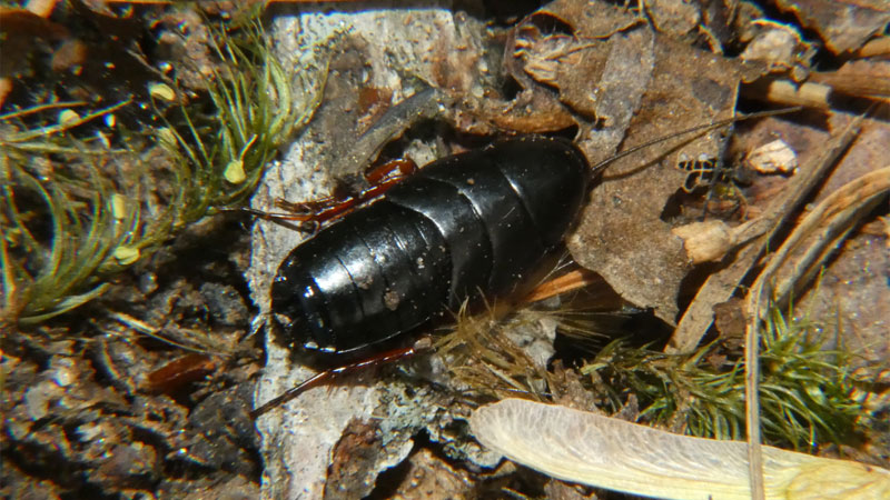 dark wood cockroach