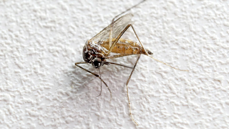 dead adult mosquito