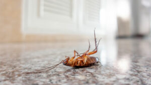 dead cockroach on floor
