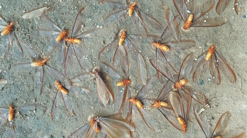 dead flying termites