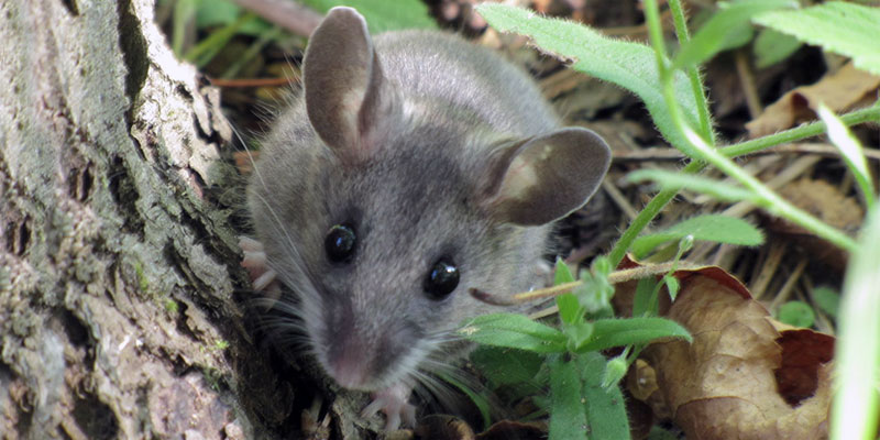 deer mouse