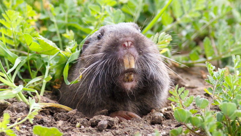 do gophers have rabies?