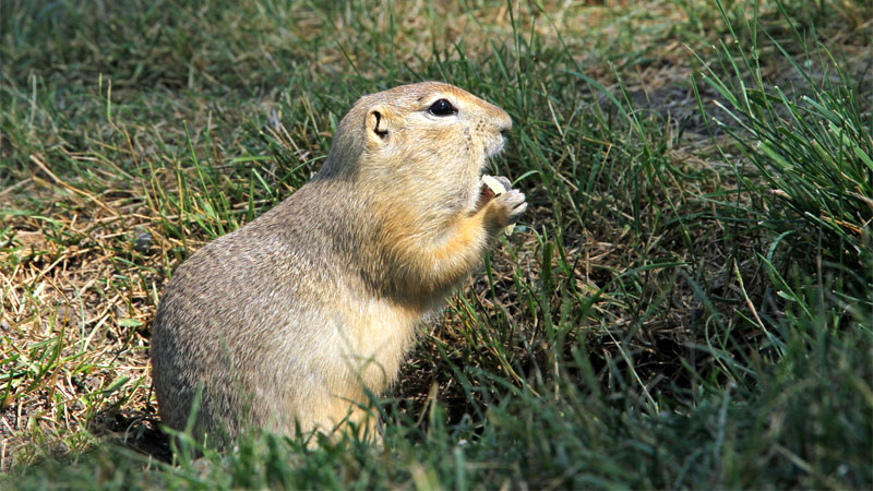 do gophers have tails