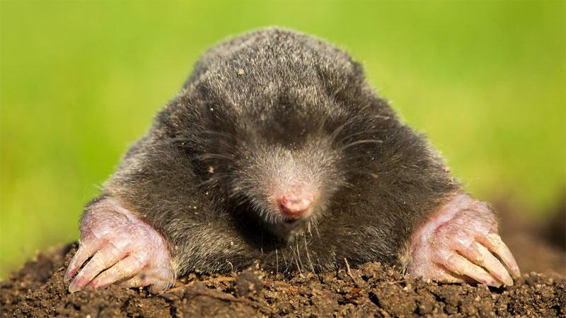 do moles have eyes?