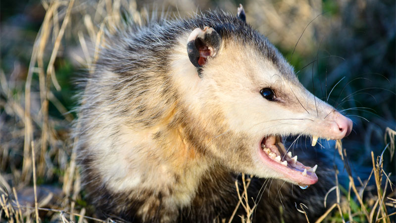 do opossum bite?