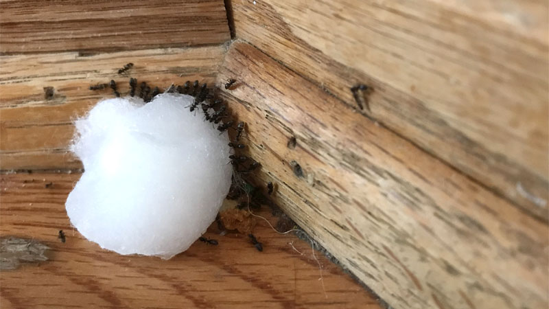does Borax kill ants?