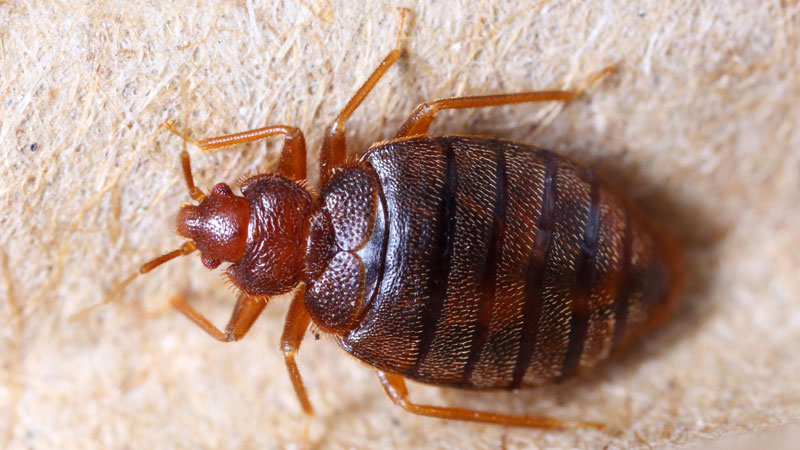 Does Rubbing Alcohol Repel Bed Bugs?