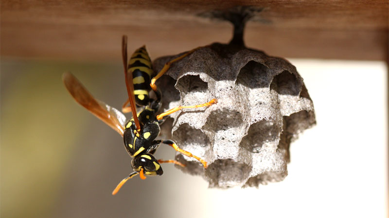does soapy water kill wasps?