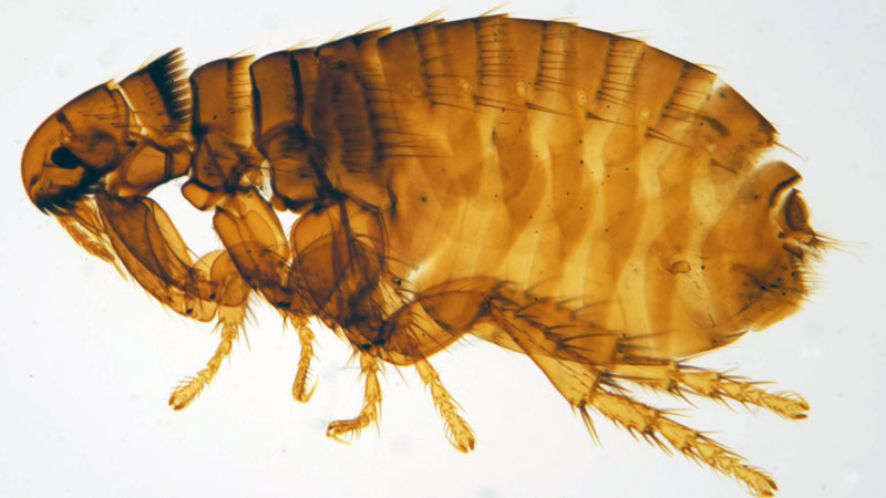 dog flea