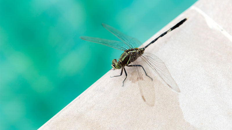 dragonfly by pool