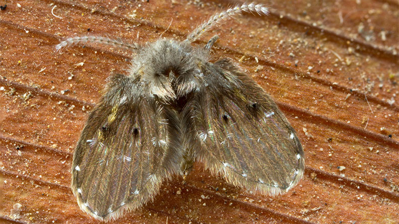 drain fly