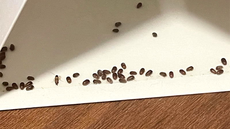 9 Bugs That Look Like Black Sesame Seeds (or Poppy Seeds)