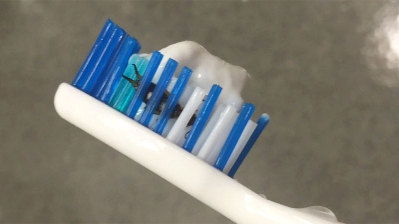 earwig in toothbrush
