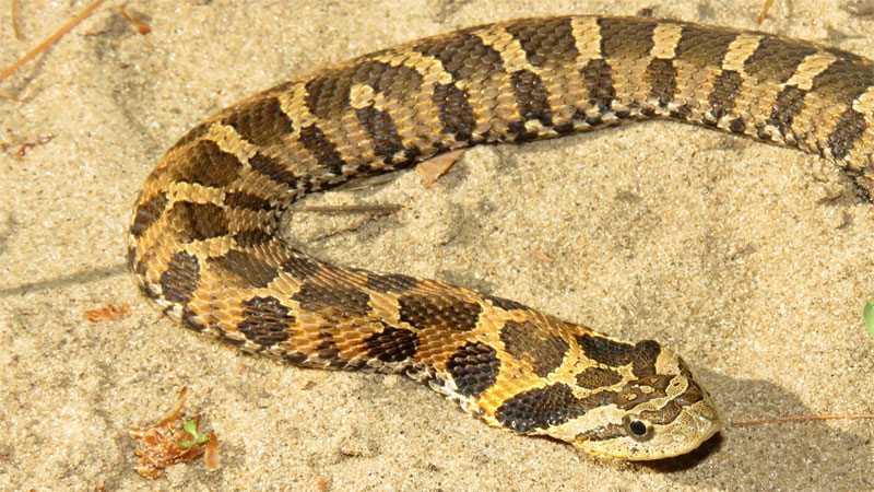Eastern hognose snake