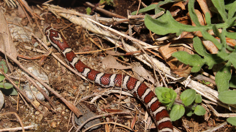 Eastern milk snake