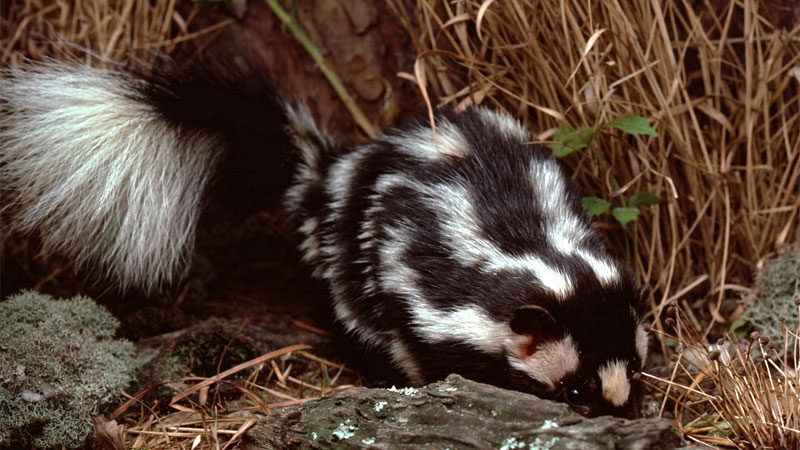 Eastern spotted skunk