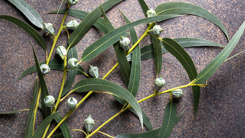eucalyptus home remedy for spiders