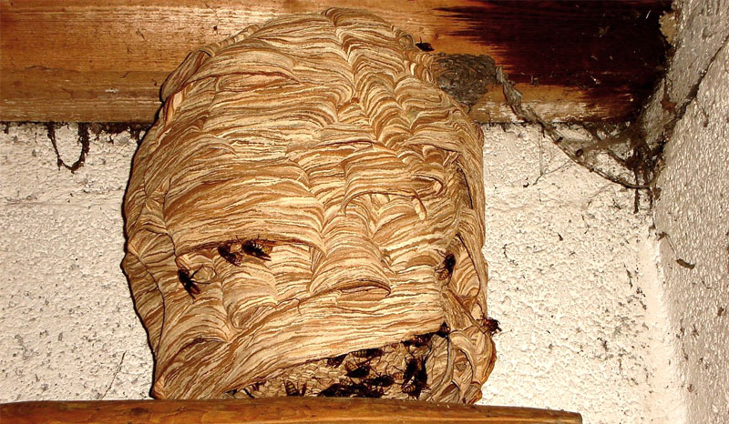 european hornet nest