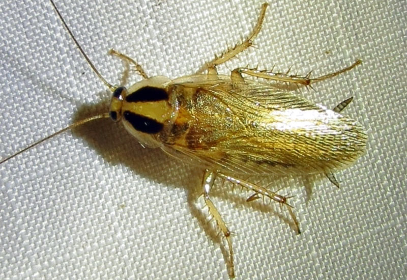 field cockroach