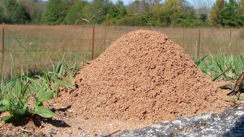 fire ant nest