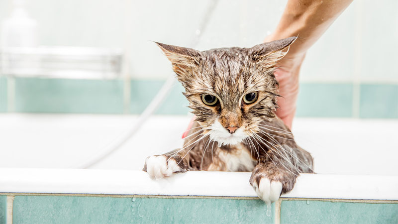 flea bath cat