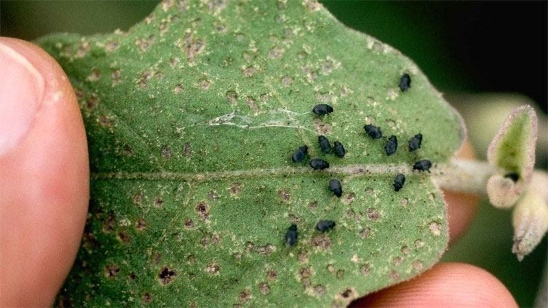 flea beetles