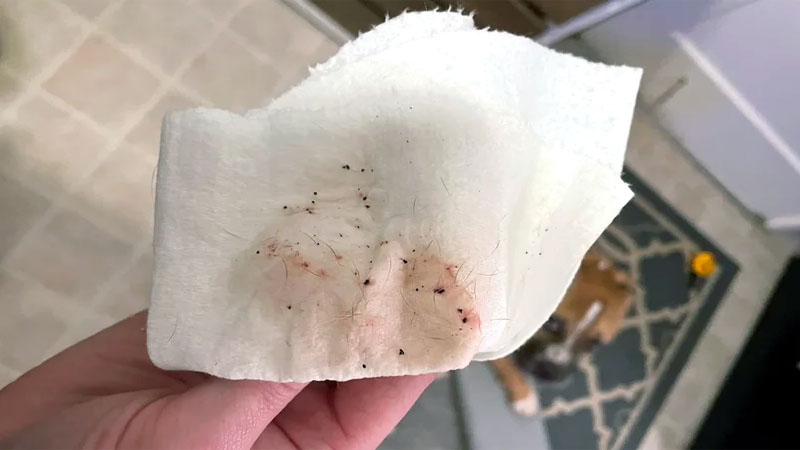 flea poop on paper towel