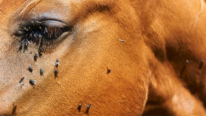fly spray for horses