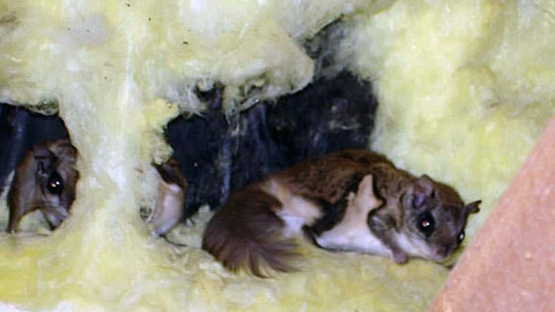 flying squirrels insulation