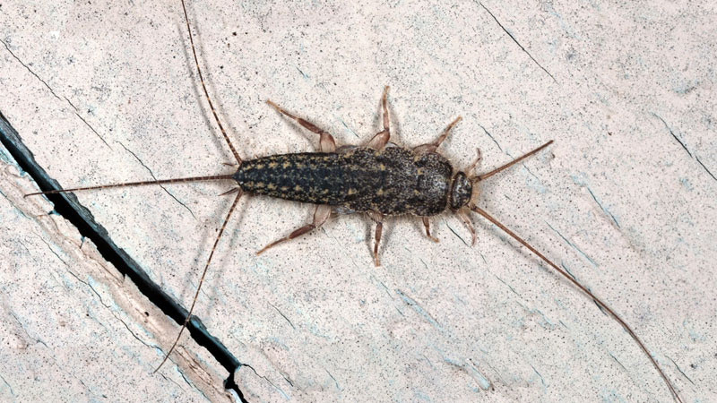 four-lined silverfish