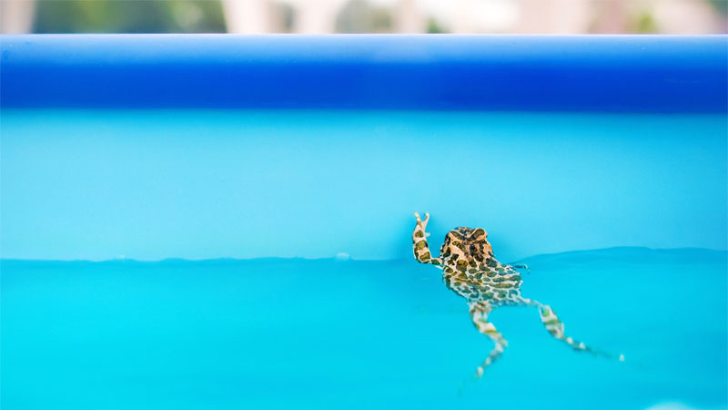 frog inside swimming pool