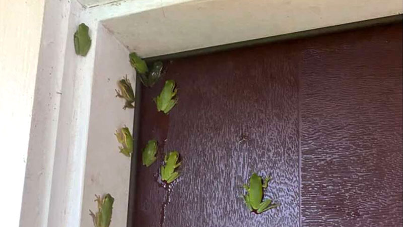 frogs on door