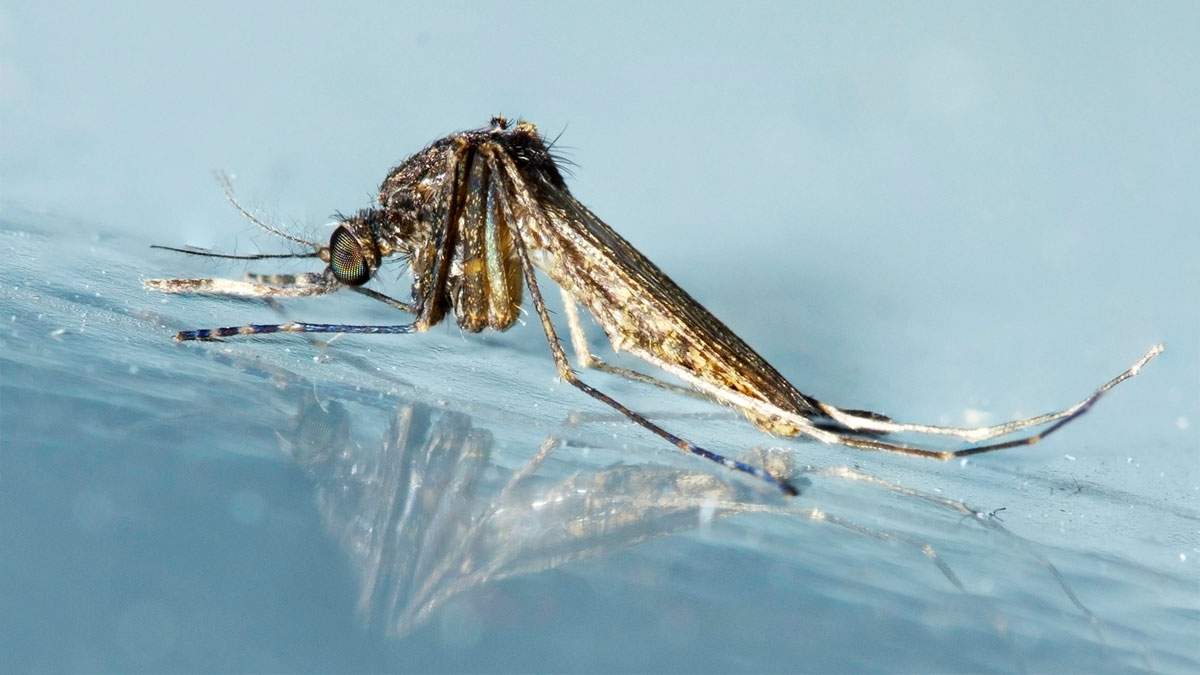 frozen mosquito