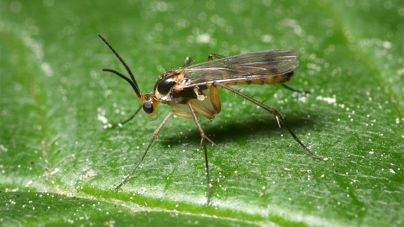 fungus gnat