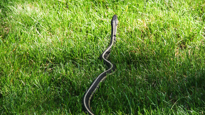garter snake in grass