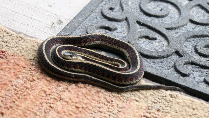 garter snake in house