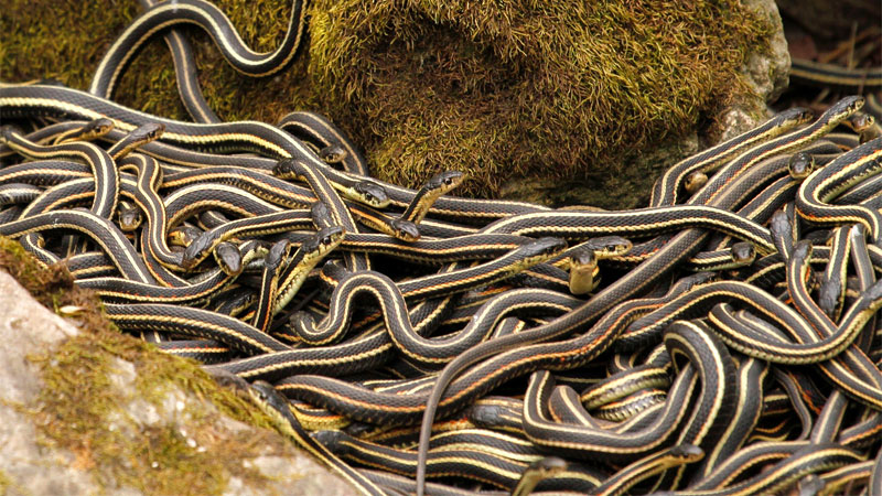 garter snake infestation