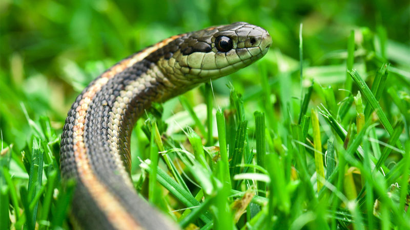 garter snake