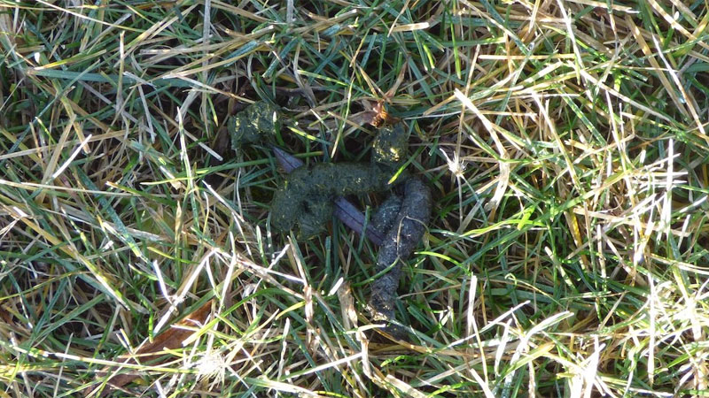 geese poop